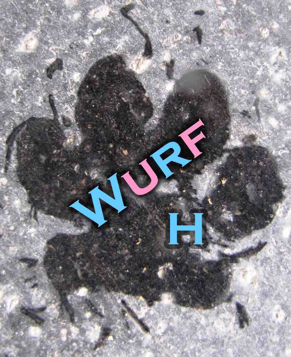 Wurf H